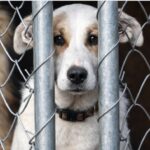 Що вважається жорстоким поводженням з тваринами та яка відповідальність передбачена за такі дії