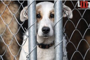 Що вважається жорстоким поводженням з тваринами та яка відповідальність передбачена за такі дії