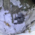 Забив двох собак: на Звенигородщині чоловіку оголошено підозру за жорстоке поводження з тваринами