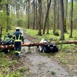 Смертельний порив вітру: у Черкасах дерево впало на квадроцикл — загинула жінка