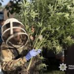 Масштабна спецоперація на Черкащині: поліція вилучила понад 1400 кущів конопель та майже 2 кг канабісу